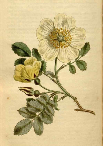 Reproducción/Reproduction 34377267023: Curtis's botanical magazine.. London ; New York [etc.] :Academic Press [etc.]