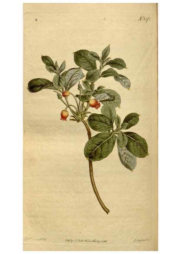 Reproducción/Reproduction 34377269253: Curtis's botanical magazine.. London ; New York [etc.] :Academic Press [etc.]
