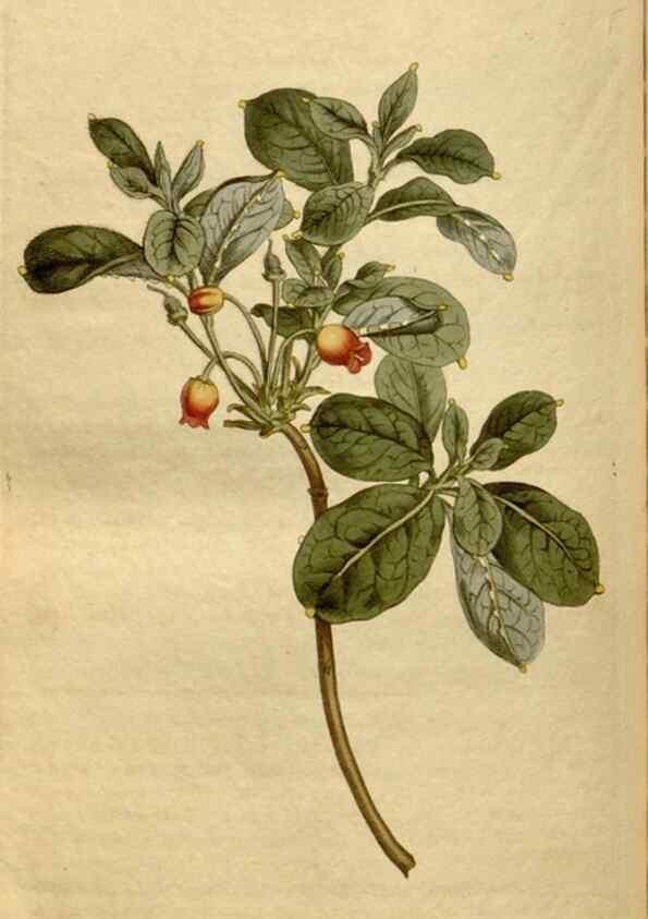 Reproducción/Reproduction 34377269253: Curtis's botanical magazine.. London ; New York [etc.] :Academic Press [etc.]