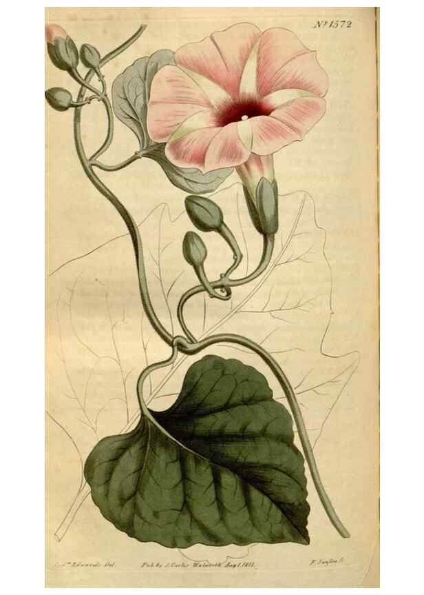 Reproducción/Reproduction 34377271473: Curtis's botanical magazine.. London ; New York [etc.] :Academic Press [etc.]