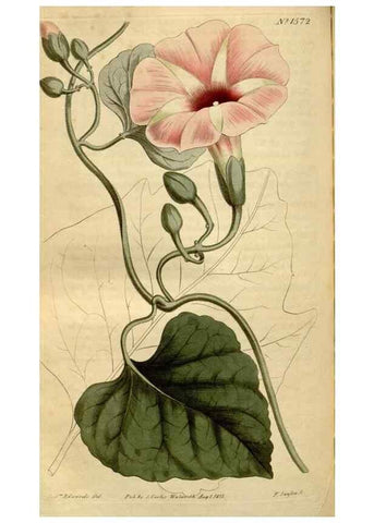 Reproducción/Reproduction 34377271473: Curtis's botanical magazine.. London ; New York [etc.] :Academic Press [etc.]