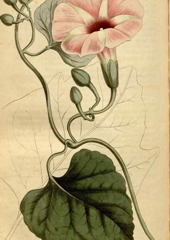 Reproducción/Reproduction 34377271473: Curtis's botanical magazine.. London ; New York [etc.] :Academic Press [etc.]