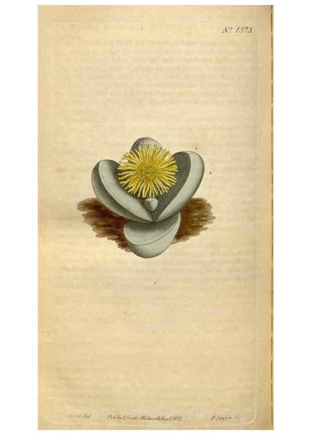Reproducción/Reproduction 34377273863: Curtis's botanical magazine.. London ; New York [etc.] :Academic Press [etc.]