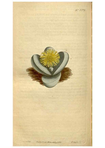 Reproducción/Reproduction 34377273863: Curtis's botanical magazine.. London ; New York [etc.] :Academic Press [etc.]