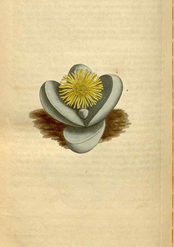Reproducción/Reproduction 34377273863: Curtis's botanical magazine.. London ; New York [etc.] :Academic Press [etc.]