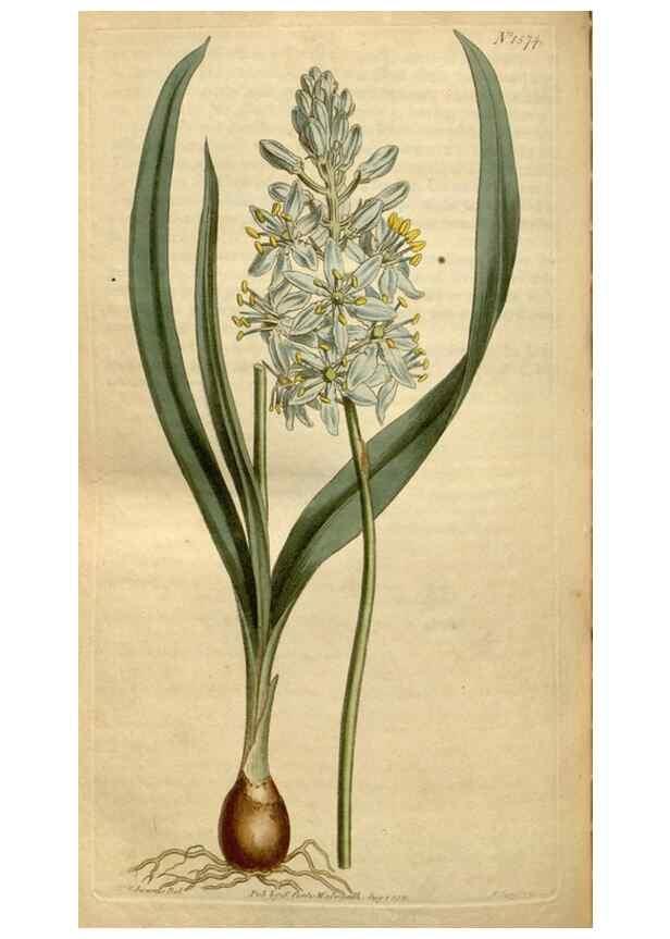 Reproducción/Reproduction 34377276333: Curtis's botanical magazine.. London ; New York [etc.] :Academic Press [etc.]