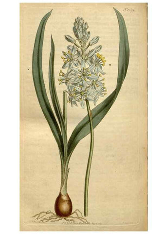 Reproducción/Reproduction 34377276333: Curtis's botanical magazine.. London ; New York [etc.] :Academic Press [etc.]