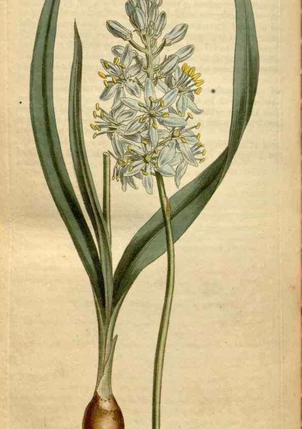 Reproducción/Reproduction 34377276333: Curtis's botanical magazine.. London ; New York [etc.] :Academic Press [etc.]