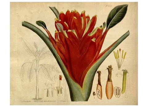 Reproducción/Reproduction 35186834295: Curtis's botanical magazine.. London ; New York [etc.] :Academic Press [etc.]