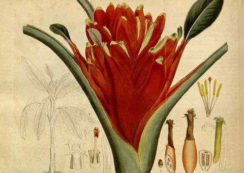 Reproducción/Reproduction 35186834295: Curtis's botanical magazine.. London ; New York [etc.] :Academic Press [etc.]