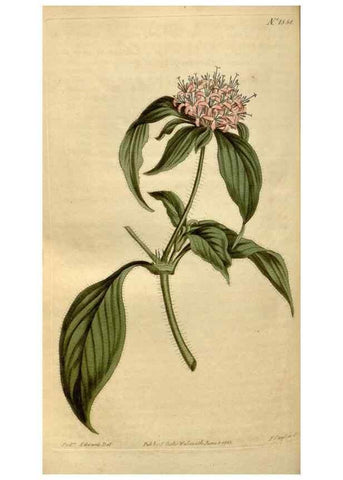 Reproducción/Reproduction 35186832595: Curtis's botanical magazine.. London ; New York [etc.] :Academic Press [etc.]