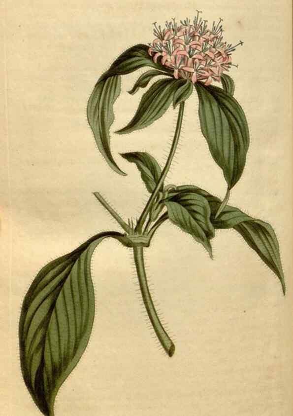 Reproducción/Reproduction 35186832595: Curtis's botanical magazine.. London ; New York [etc.] :Academic Press [etc.]