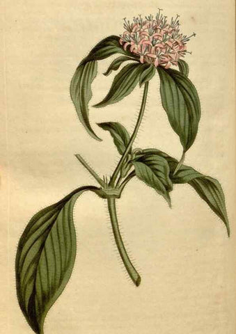 Reproducción/Reproduction 35186832595: Curtis's botanical magazine.. London ; New York [etc.] :Academic Press [etc.]