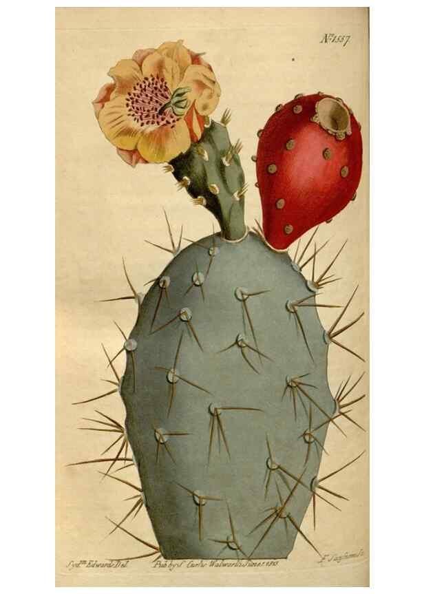 Reproducción/Reproduction 35146581196: Curtis's botanical magazine.. London ; New York [etc.] :Academic Press [etc.]