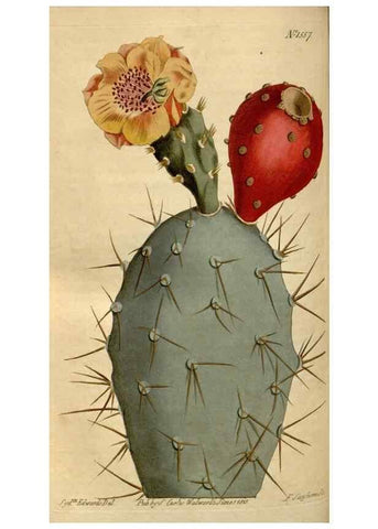 Reproducción/Reproduction 35146581196: Curtis's botanical magazine.. London ; New York [etc.] :Academic Press [etc.]