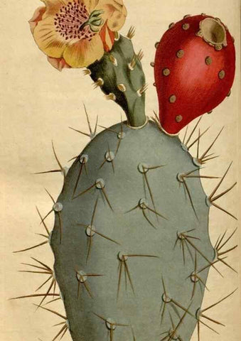 Reproducción/Reproduction 35146581196: Curtis's botanical magazine.. London ; New York [etc.] :Academic Press [etc.]