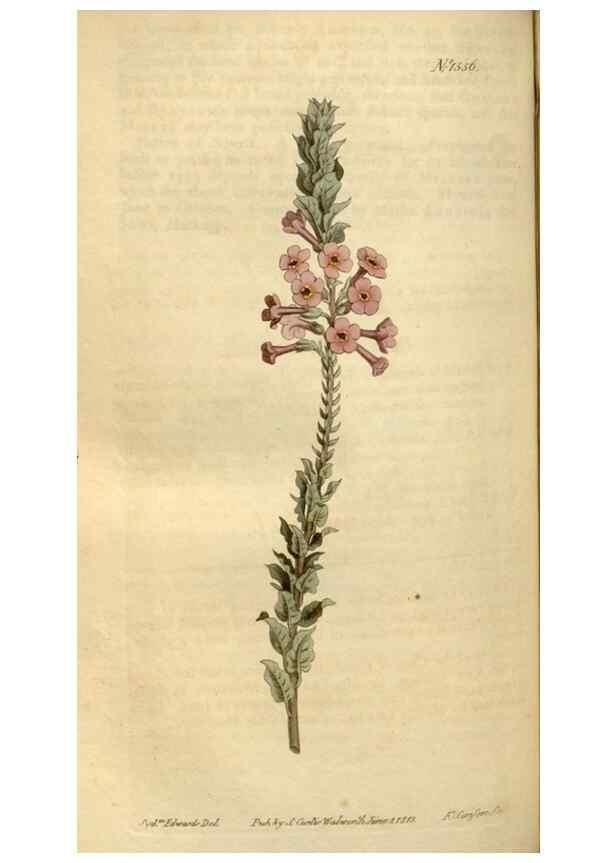 Reproducción/Reproduction 35146578866: Curtis's botanical magazine.. London ; New York [etc.] :Academic Press [etc.]