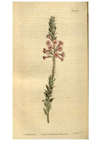 Reproducción/Reproduction 35146578866: Curtis's botanical magazine.. London ; New York [etc.] :Academic Press [etc.]