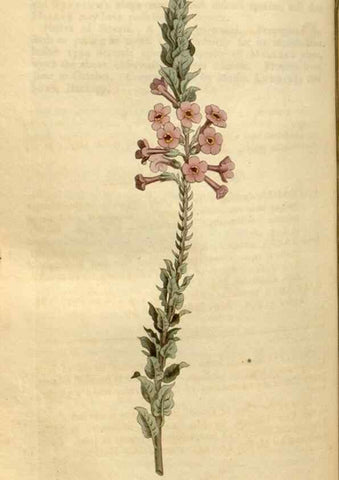 Reproducción/Reproduction 35146578866: Curtis's botanical magazine.. London ; New York [etc.] :Academic Press [etc.]