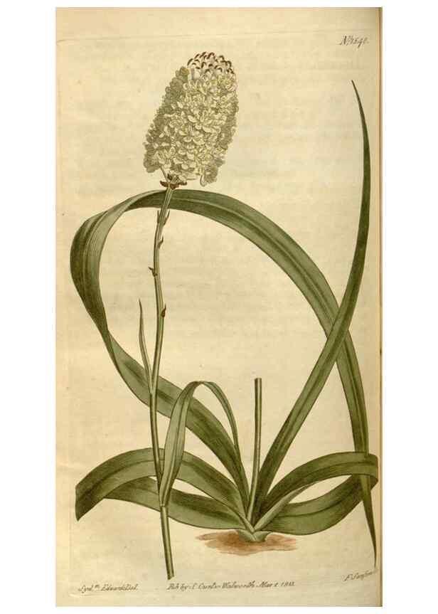 Reproducción/Reproduction 34800156700: Curtis's botanical magazine.. London ; New York [etc.] :Academic Press [etc.]