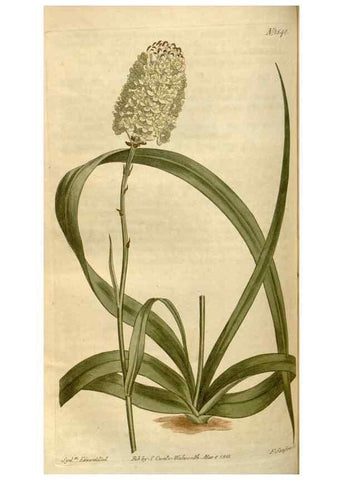 Reproducción/Reproduction 34800156700: Curtis's botanical magazine.. London ; New York [etc.] :Academic Press [etc.]
