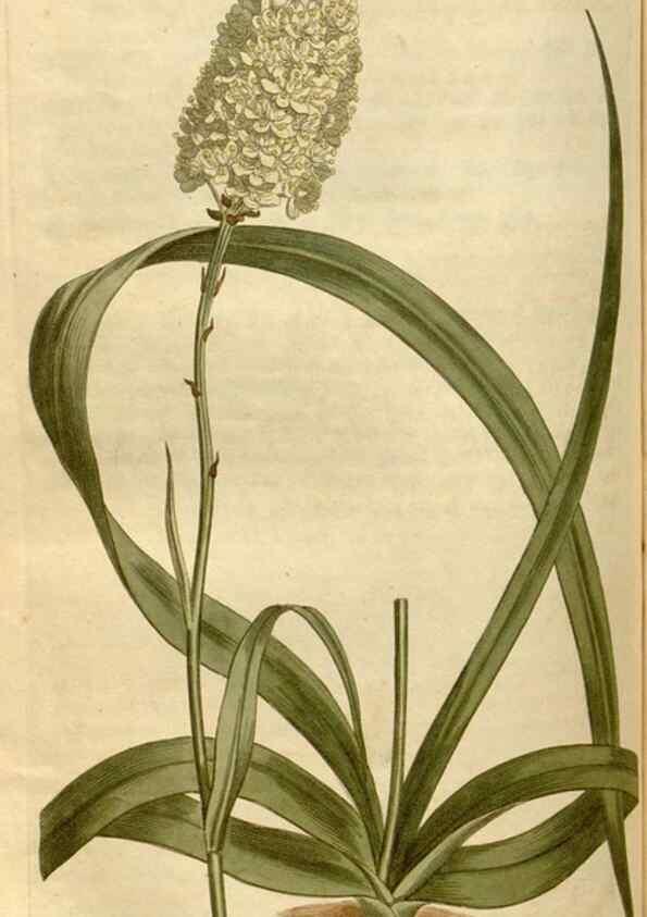 Reproducción/Reproduction 34800156700: Curtis's botanical magazine.. London ; New York [etc.] :Academic Press [etc.]