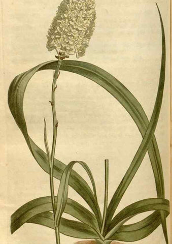 Reproducción/Reproduction 34800156700: Curtis's botanical magazine.. London ; New York [etc.] :Academic Press [etc.]