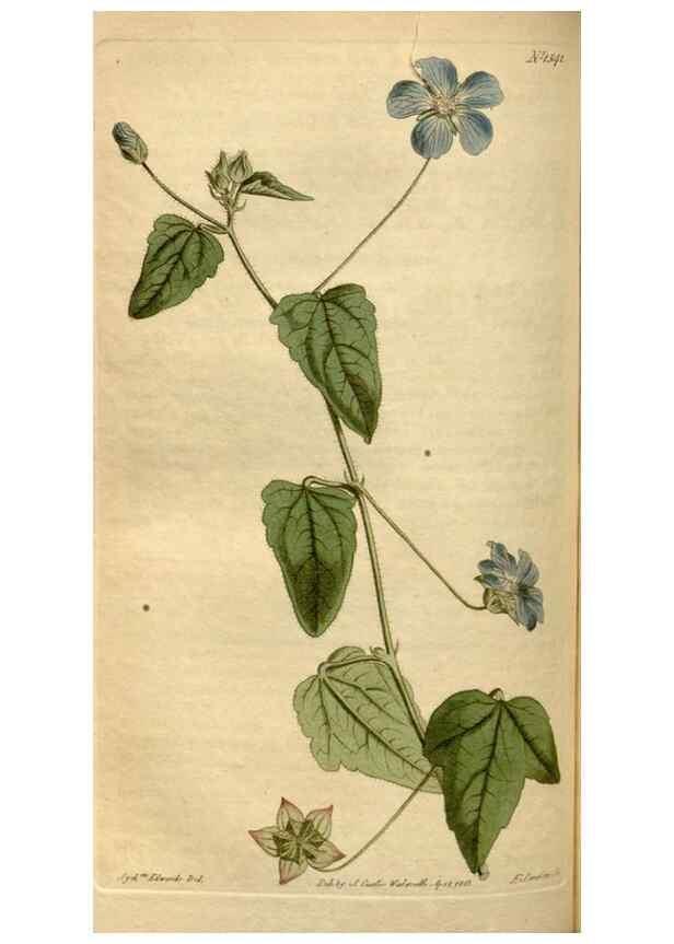 Reproducción/Reproduction 34800158710: Curtis's botanical magazine.. London ; New York [etc.] :Academic Press [etc.]