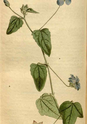 Reproducción/Reproduction 34800158710: Curtis's botanical magazine.. London ; New York [etc.] :Academic Press [etc.]