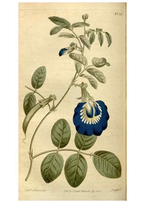 Reproducción/Reproduction 34800160870: Curtis's botanical magazine.. London ; New York [etc.] :Academic Press [etc.]