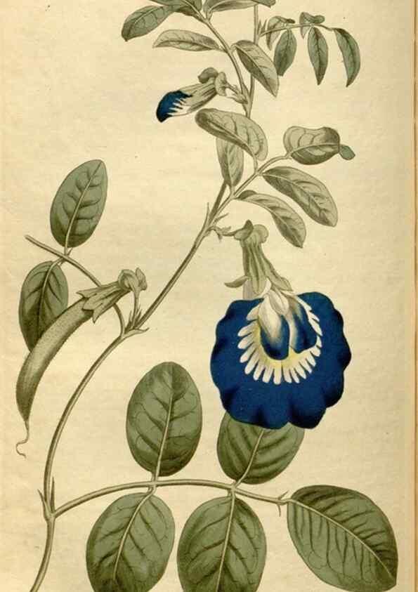 Reproducción/Reproduction 34800160870: Curtis's botanical magazine.. London ; New York [etc.] :Academic Press [etc.]
