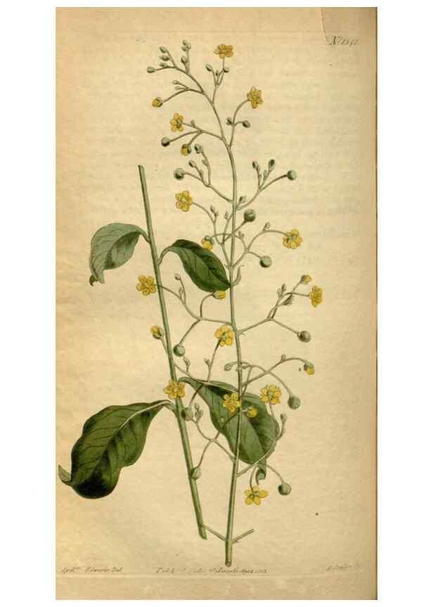 Reproducción/Reproduction 35021647472: Curtis's botanical magazine.. London ; New York [etc.] :Academic Press [etc.]