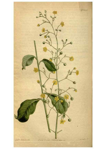 Reproducción/Reproduction 35021647472: Curtis's botanical magazine.. London ; New York [etc.] :Academic Press [etc.]