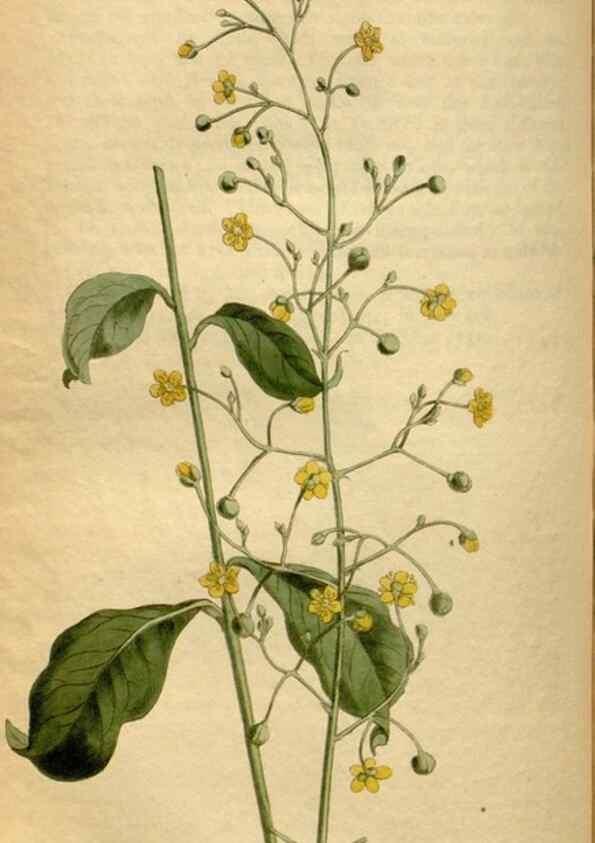 Reproducción/Reproduction 35021647472: Curtis's botanical magazine.. London ; New York [etc.] :Academic Press [etc.]