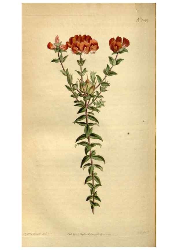 Reproducción/Reproduction 34377215263: Curtis's botanical magazine.. London ; New York [etc.] :Academic Press [etc.]