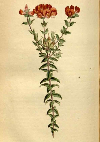 Reproducción/Reproduction 34377215263: Curtis's botanical magazine.. London ; New York [etc.] :Academic Press [etc.]