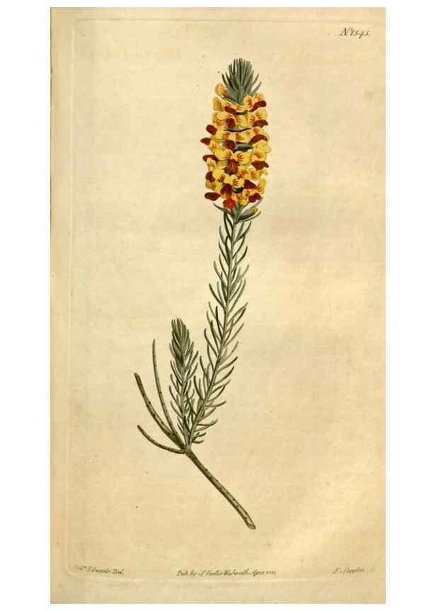 Reproducción/Reproduction 34377216933: Curtis's botanical magazine.. London ; New York [etc.] :Academic Press [etc.]