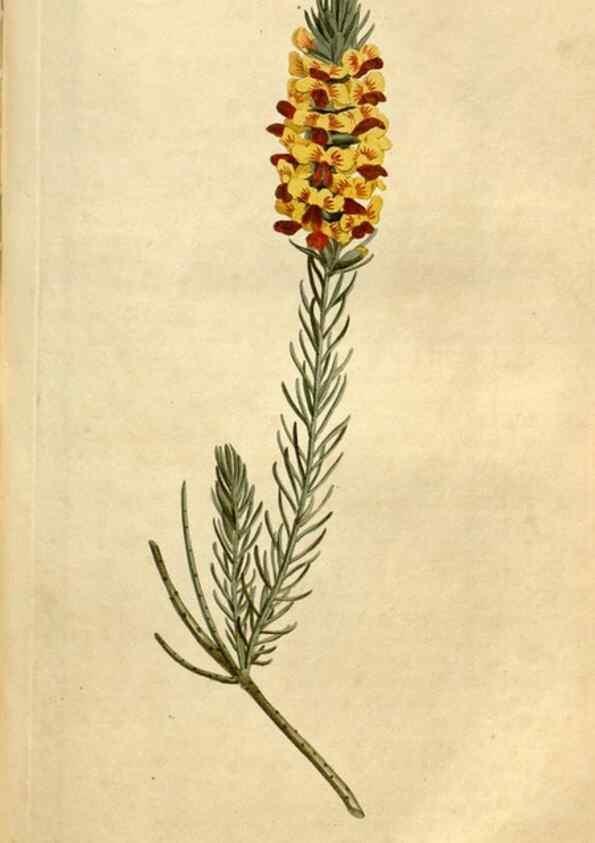 Reproducción/Reproduction 34377216933: Curtis's botanical magazine.. London ; New York [etc.] :Academic Press [etc.]