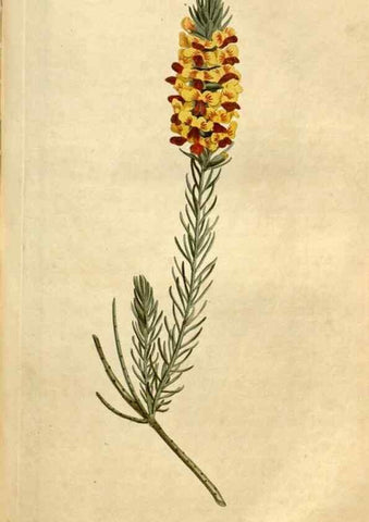 Reproducción/Reproduction 34377216933: Curtis's botanical magazine.. London ; New York [etc.] :Academic Press [etc.]