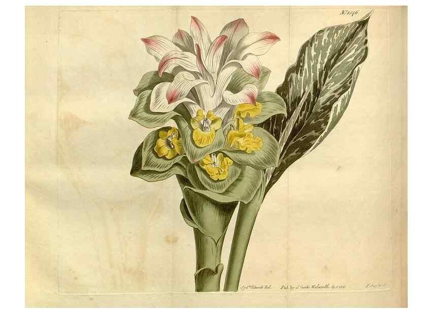 Reproducción/Reproduction 35021652662: Curtis's botanical magazine.. London ; New York [etc.] :Academic Press [etc.]