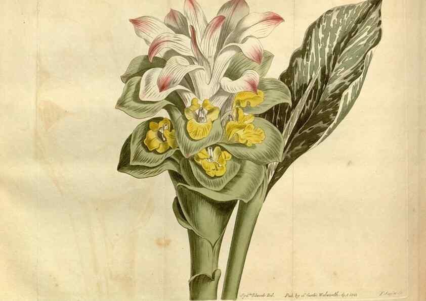 Reproducción/Reproduction 35021652662: Curtis's botanical magazine.. London ; New York [etc.] :Academic Press [etc.]
