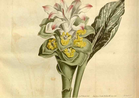 Reproducción/Reproduction 35021652662: Curtis's botanical magazine.. London ; New York [etc.] :Academic Press [etc.]