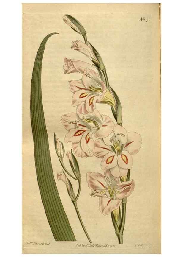 Reproducción/Reproduction 35146612156: Curtis's botanical magazine.. London ; New York [etc.] :Academic Press [etc.]