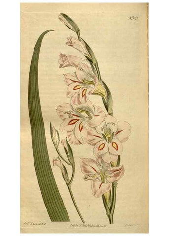 Reproducción/Reproduction 35146612156: Curtis's botanical magazine.. London ; New York [etc.] :Academic Press [etc.]