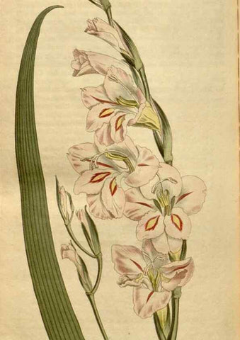 Reproducción/Reproduction 35146612156: Curtis's botanical magazine.. London ; New York [etc.] :Academic Press [etc.]