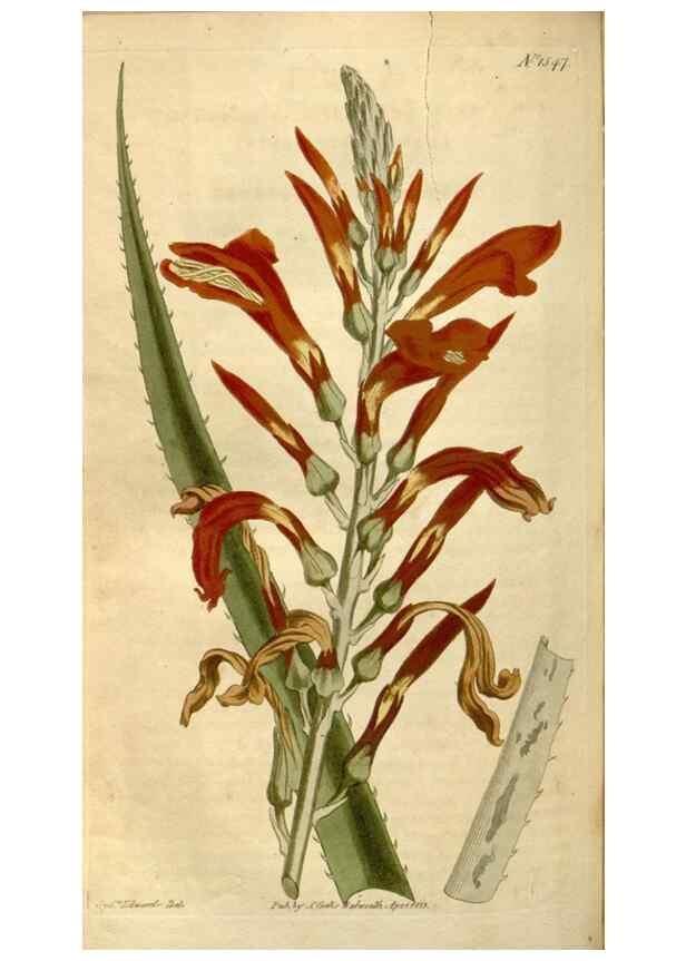 Reproducción/Reproduction 34377219943: Curtis's botanical magazine.. London ; New York [etc.] :Academic Press [etc.]