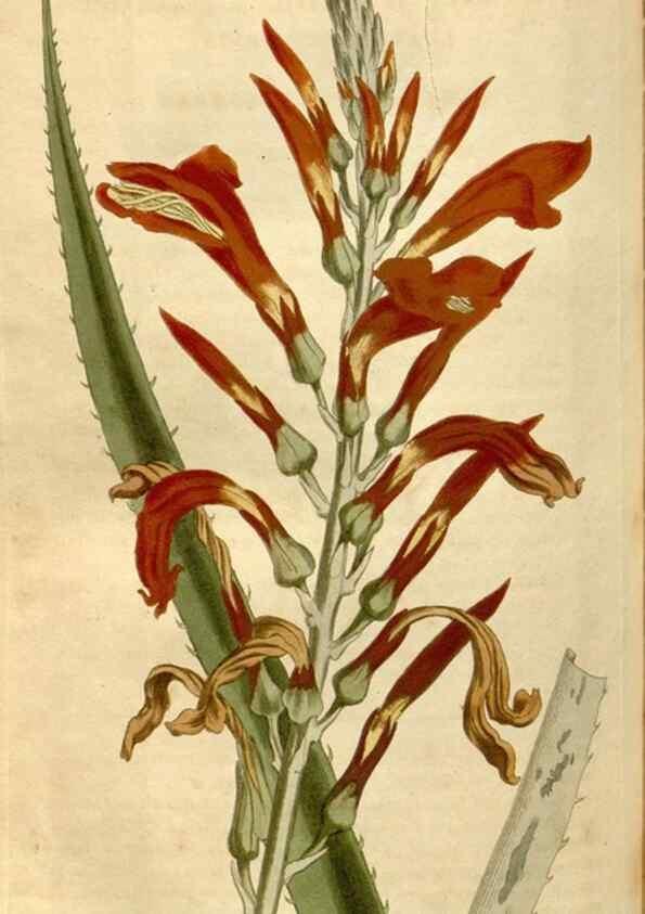 Reproducción/Reproduction 34377219943: Curtis's botanical magazine.. London ; New York [etc.] :Academic Press [etc.]