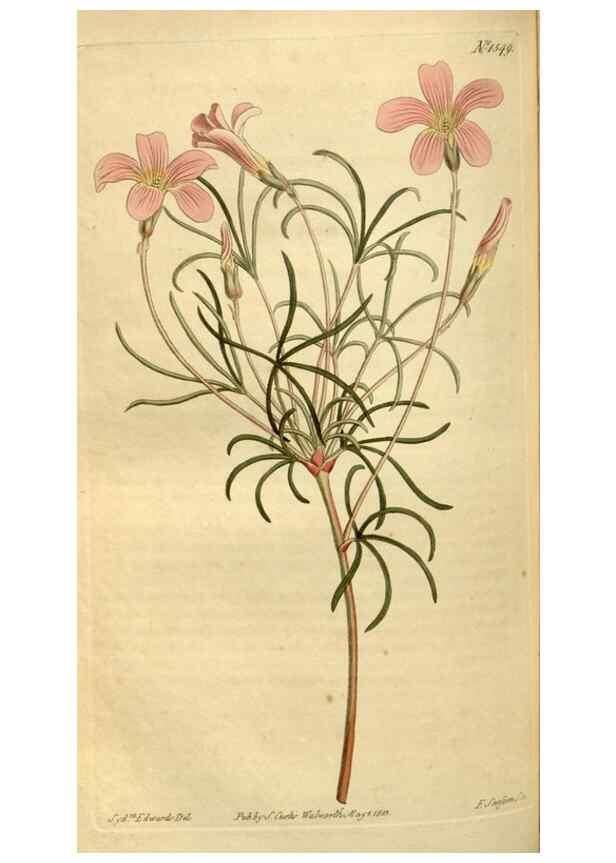 Reproducción/Reproduction 35146568446: Curtis's botanical magazine.. London ; New York [etc.] :Academic Press [etc.]