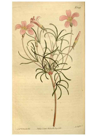 Reproducción/Reproduction 35146568446: Curtis's botanical magazine.. London ; New York [etc.] :Academic Press [etc.]