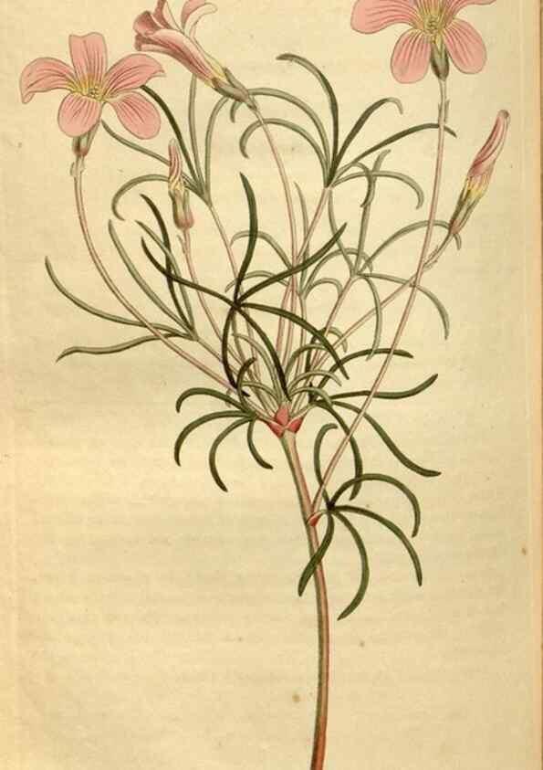 Reproducción/Reproduction 35146568446: Curtis's botanical magazine.. London ; New York [etc.] :Academic Press [etc.]